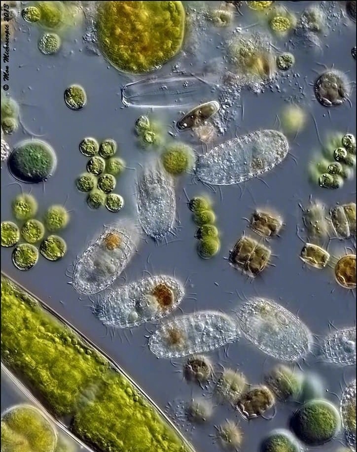 微生態(tài)制劑的應(yīng)用