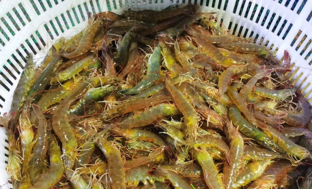 溫棚養(yǎng)殖南美白對蝦連續(xù)蛻殼怎么辦？