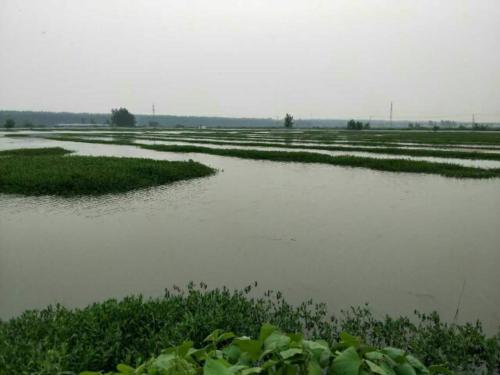 開(kāi)春后小龍蝦如何養(yǎng)殖才能確保一個(gè)良好的開(kāi)局?