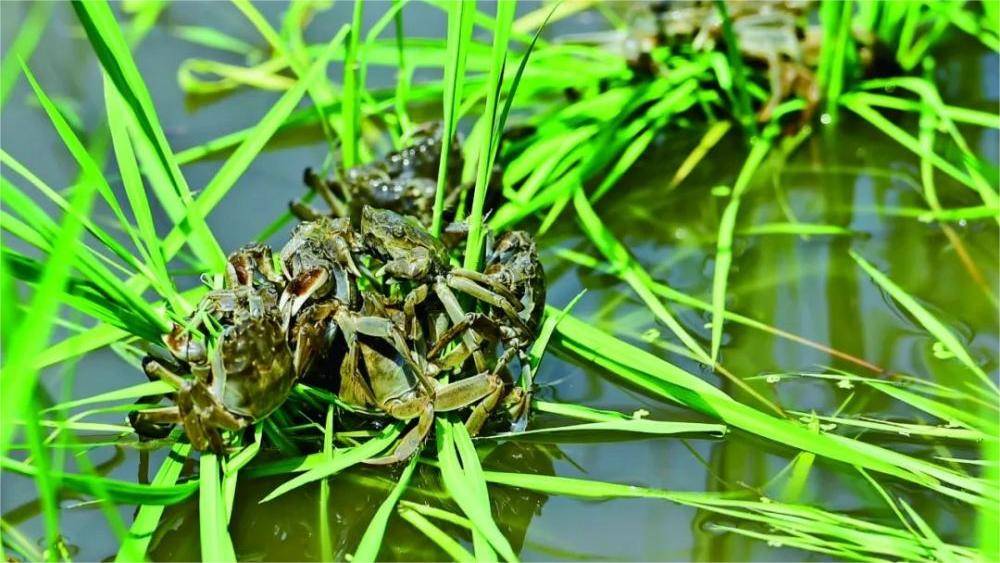 春季蟹塘管理要注意這些事項(xiàng)