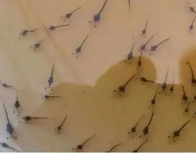 南美白對(duì)蝦小棚標(biāo)粗流程