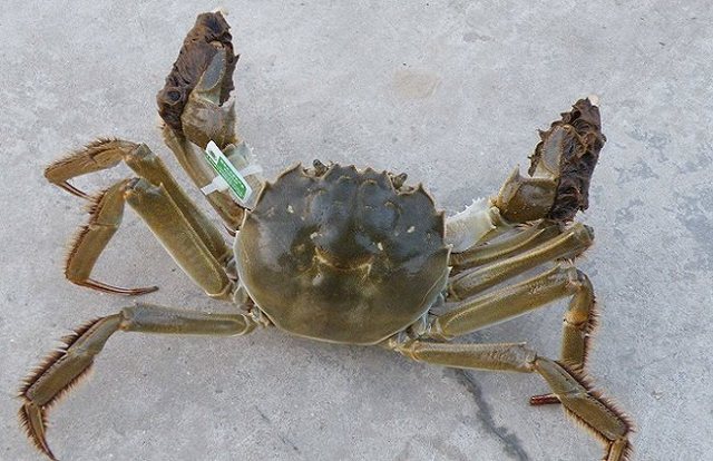 六月蟹事  加強管理促生長 調(diào)理肝腸保健康