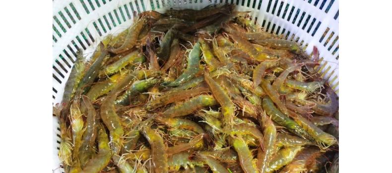 溫棚養(yǎng)殖南美白對蝦連續(xù)蛻殼怎么辦？