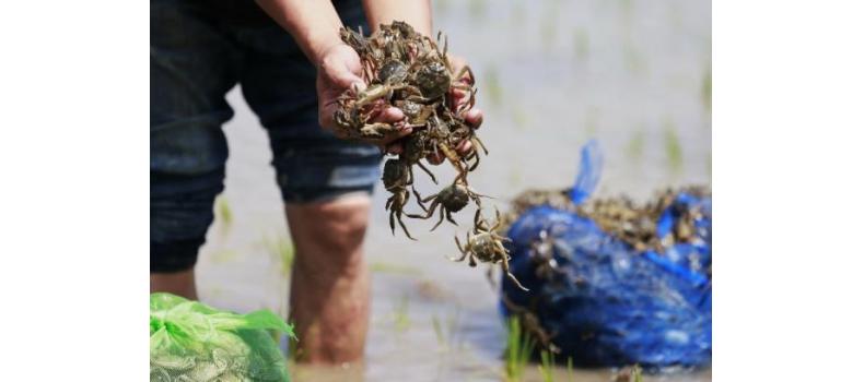 投苗后河蟹上岸怎么辦？
