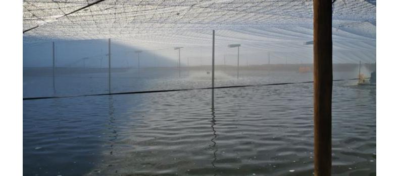 春季倒藻問題如何解決？