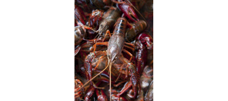 小龍蝦養(yǎng)殖注意事項(xiàng)