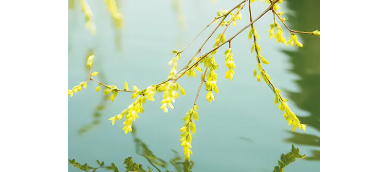 消毒和解毒如何區(qū)分？消毒劑殘留毒素怎么解？