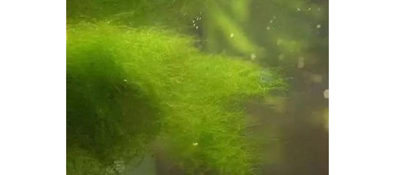 青苔水的危害及預(yù)防