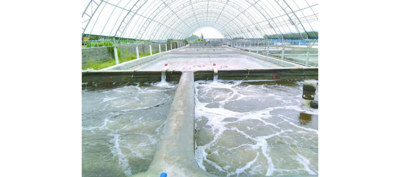 養(yǎng)蝦先養(yǎng)水！養(yǎng)水的關(guān)鍵核心原來是它！