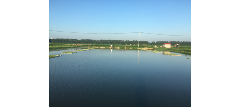 氨氮過高有哪些危害？該如何處理？